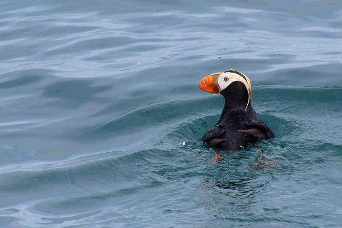 Orca Quest Cruise - Orca Sighting Opportunities and Hydrophone Listening
