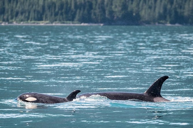 Orca Quest Cruise - Recommended Travel From Anchorage