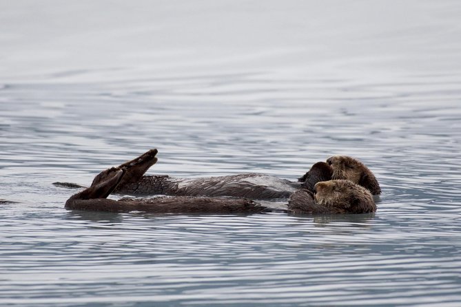 Orca Quest Cruise - Positive Customer Reviews and Ratings