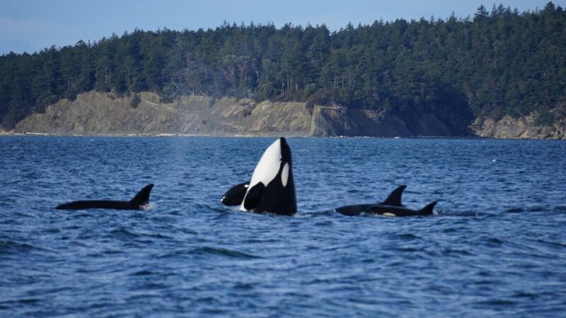 Orcas Island: Orca Whales Guaranteed Boat Tour - Orca Guarantee