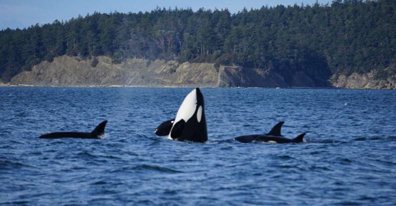 Orcas Island: Orca Whales Guaranteed Boat Tour - Participant Information