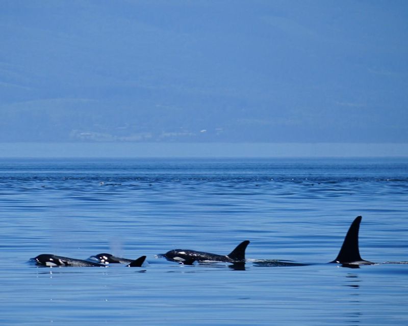 Orcas Island: Orca Whales Guaranteed Boat Tour - Customer Feedback