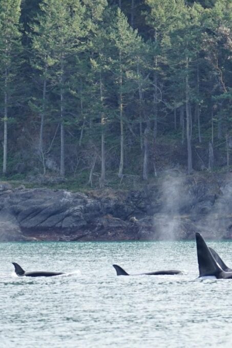 Orcas Island: Orca Whales Guaranteed Boat Tour - Affordable Pricing