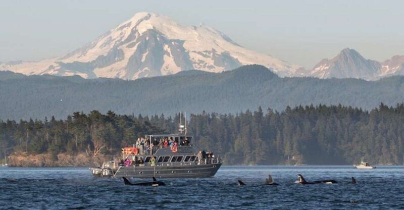 Orcas Island: Whale and Orca Guided Speedboat Tour - Activity Highlights