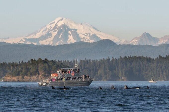 Orcas Island: Whale and Orca Guided Speedboat Tour - Customer Feedback