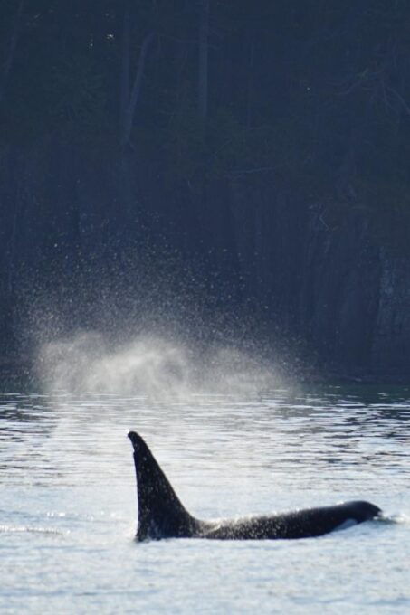 Orcas Island: Whale and Orca Guided Speedboat Tour - Booking and Cancellation