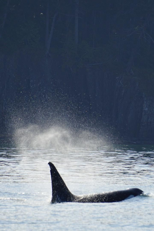 Orcas Island: Whale and Orca Guided Speedboat Tour - Key Points