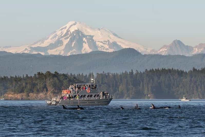 Orcas Island: Whale and Orca Guided Speedboat Tour - Tour Logistics