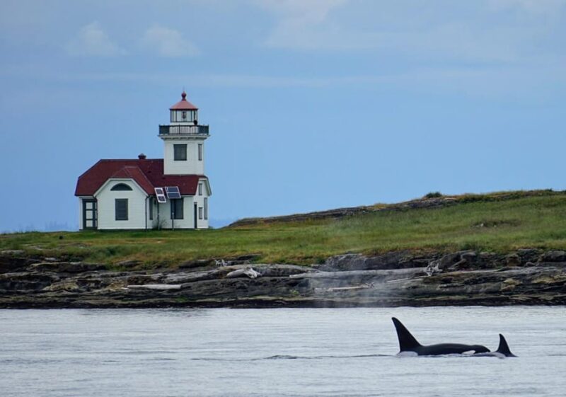 Orcas Island: Whale and Orca Guided Speedboat Tour - Customer Reviews