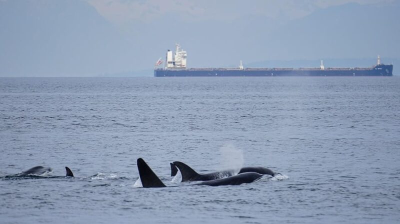 Orcas Island: Whale and Orca Guided Speedboat Tour - Whale and Orca Sightings