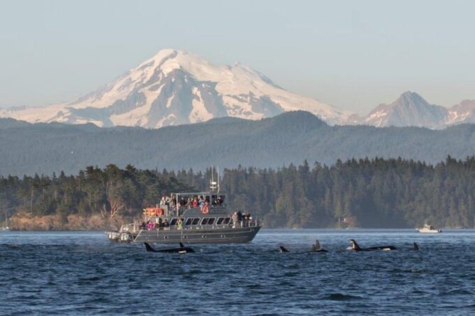 Orcas Island: Whale and Orca Guided Speedboat Tour - Local Wildlife Encounters