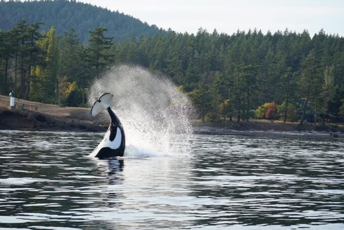 Orcas Island: Whale and Orca Guided Speedboat Tour - Scenic Island Exploration