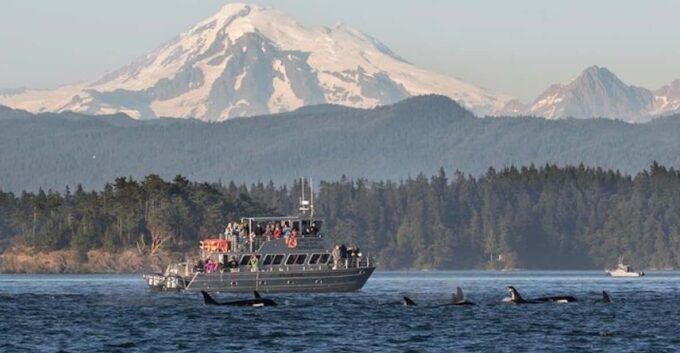 Orcas Island: Whale and Orca Guided Speedboat Tour - Knowledgeable Tour Guides