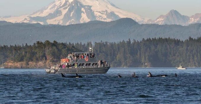 Orcas Island: Whale and Orca Guided Speedboat Tour - Frequently Asked Questions