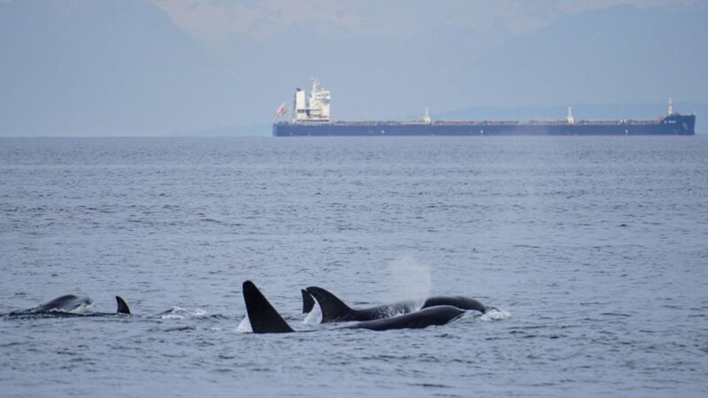 Orcas Island: Whale and Orca Guided Speedboat Tour - Experience Highlights