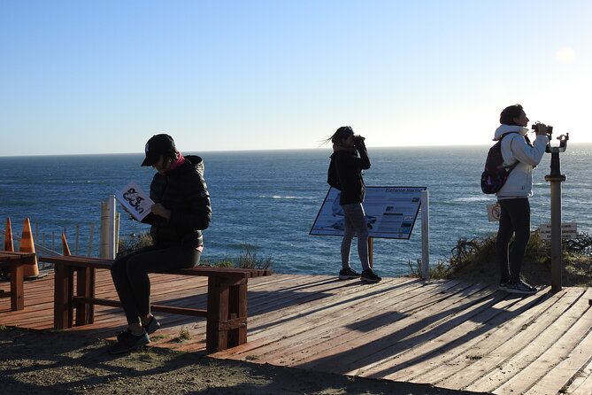 Orcas Private Tour Puerto Madryn Caleta Valdes or Punta Norte - Key Points