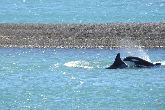 Orcas Private Tour Puerto Madryn Caleta Valdes or Punta Norte - Inclusions and Pickup Details