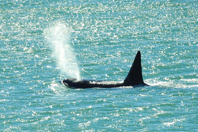 Orcas Private Tour Puerto Madryn Caleta Valdes or Punta Norte - Sighting Possibilities and Expectations