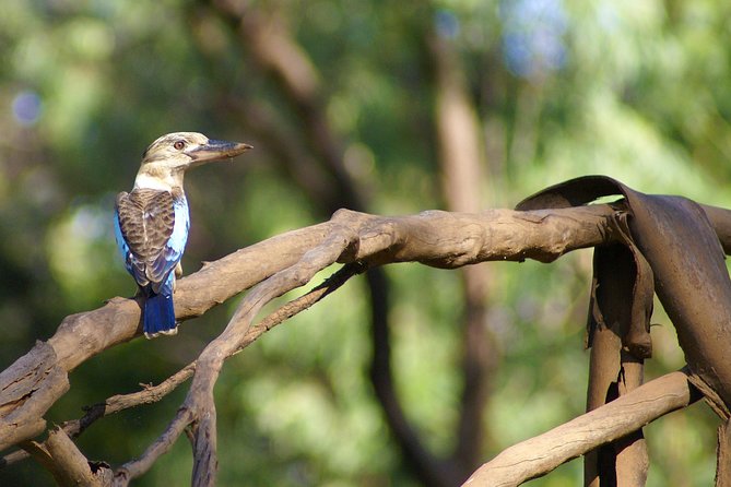 Ord River Cruise Experience With Riverside Lunch - Activity Overview and Highlights
