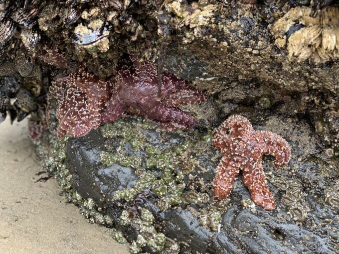 Oregon Coast Day Tour: Cannon Beach and Haystack Rock - What to Bring and Recommendations