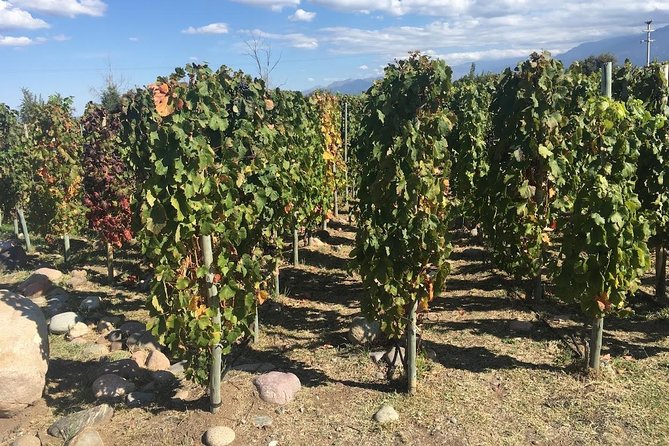 Organic & Bio – Sustainable Wineries - Schedule