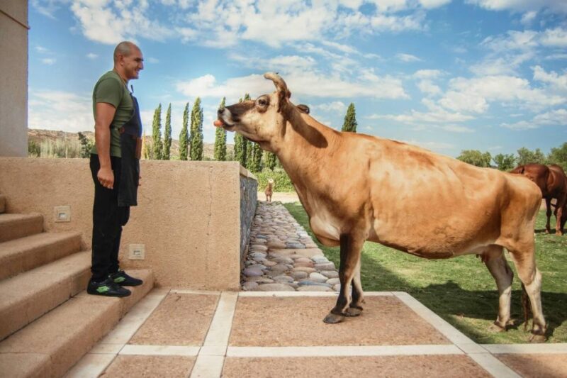 Organic, Biodynamic, and Experimental Adventure in Mendoza - Matías Riccitellis Organic Winery