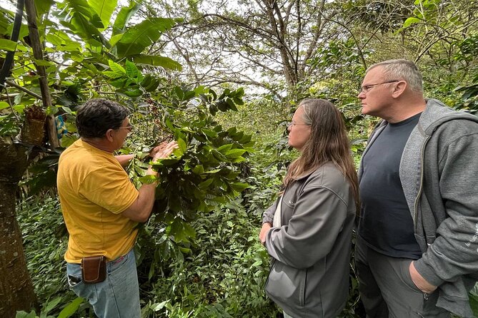 Organic Coffee Farm Tour - Tour Highlights