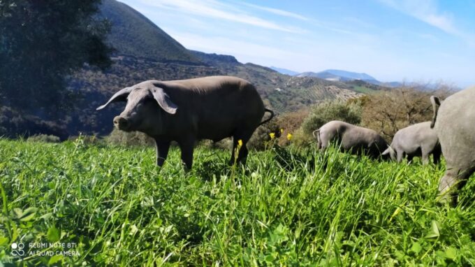 Organic Iberian Pig Farm Experience, Food&Ecofriendly - Explore Landscapes, Nature, and Animals