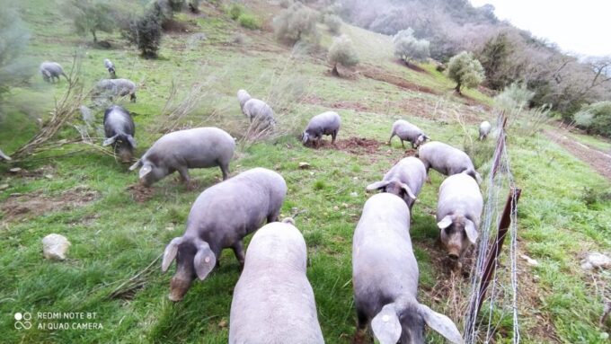Organic Iberian Pig Farm Experience, Food&Ecofriendly - Frequently Asked Questions