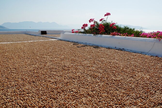 Organic Pistachio Orchard Tour - Participant Capacity and Price