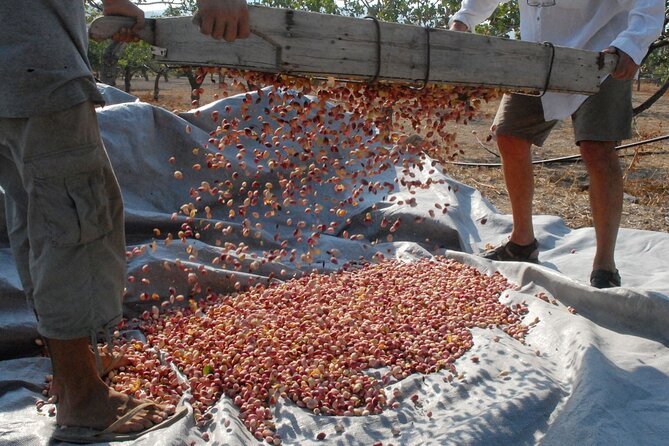 Organic Pistachio Orchard Tour - Meeting and Pickup