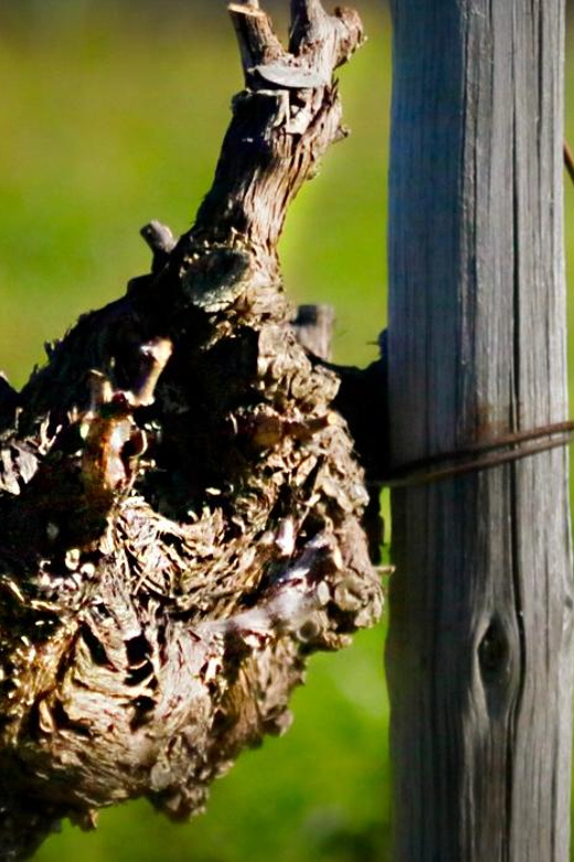 Organic Producers. Private Wine Tour With Winemaker - Key Points