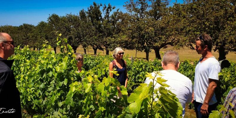 Organic Producers. Private Wine Tour With Winemaker - Experience Highlights