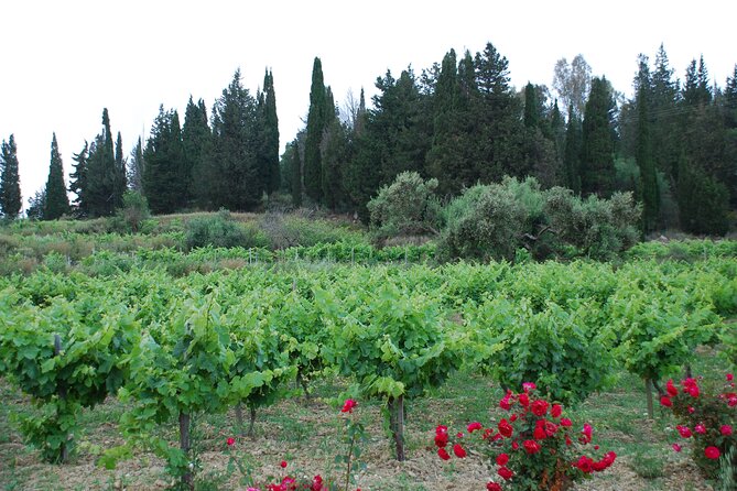 Organic Wine Tasting in Kefalonia - About the Organic Wine Tasting