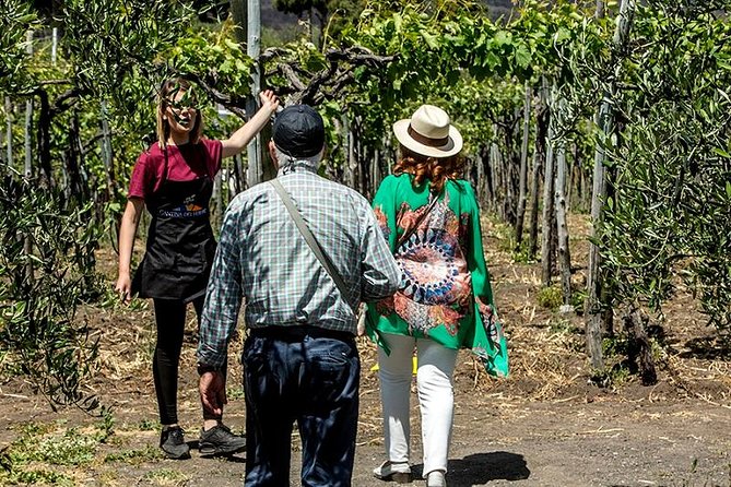 Organic Wine Tasting & Lunch on Vesuvius With Transfer From Naples - What to Expect During the Tour