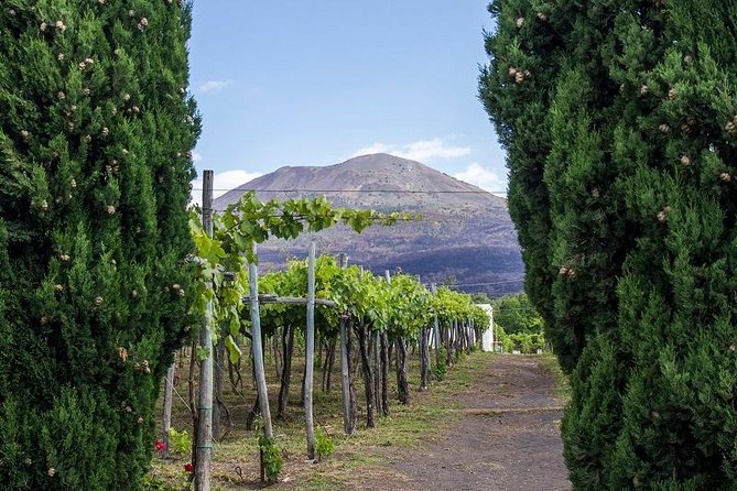 Organic Wine Tasting & Lunch on Vesuvius With Transfer From Sorrento Peninsula - Organic Wines and Winery History