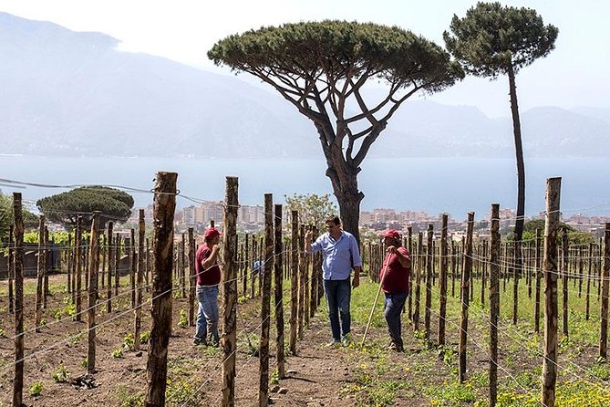 Organic Wine Tasting & Lunch on Vesuvius With Transfer From Sorrento Peninsula - Pricing and Booking Details