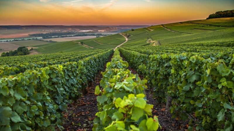 Organic Wine Tasting With Saint Paul Half Day Tour From Nice - Activity Highlights