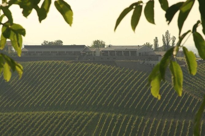 Organic Winery Tour and Balsamic Tasting in Modena - Wine Tasting Experience