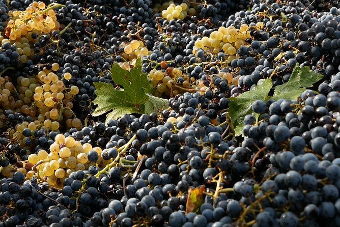 Organic Winery Tour With Full Lunch From Assisi - Tasting Organic Wines and Olive Oils