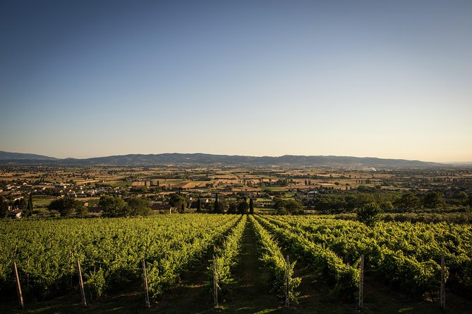 Organic Winery Tour With Full Lunch From Assisi - Transportation and Meeting Point