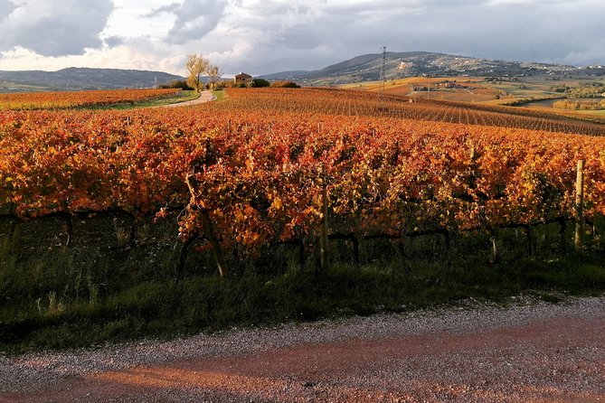 Organic Winery Tour With Full Lunch From Assisi - Customer Feedback and Experiences