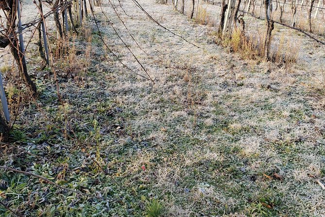 Organic Winery Tour With Full Lunch From Assisi - Frequently Asked Questions