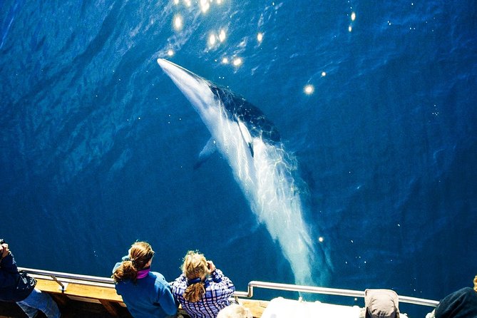 Original Carbon Neutral Whale Watching Tour From Húsavík - Skjálfandi Bays Marine Wildlife