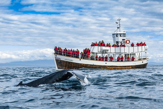 Original Carbon Neutral Whale Watching Tour From Húsavík - Carbon-Neutral Boat and Propulsion