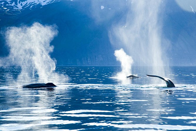 Original Carbon Neutral Whale Watching Tour From Húsavík - Convenient Meeting Point and Time