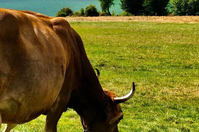 Original Carpathian Village Experience and Sinaia in One Day Tour - Guest Reviews