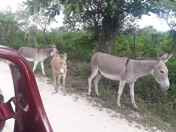 Original Fun Buggy Full Day Tour in Punta Cana - Exploring Local Villages