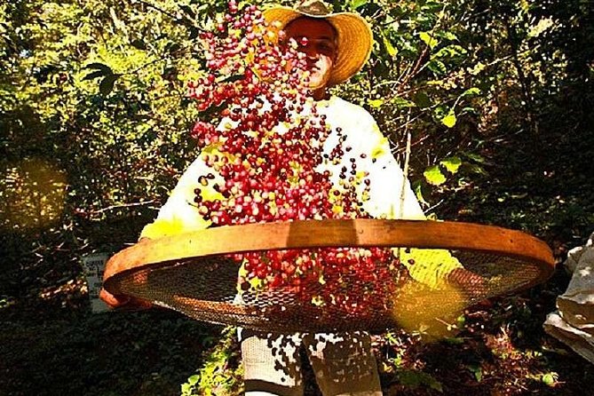Original Historic Coffee Farm Guided Tour With Transfer - Customer Reviews and Ratings