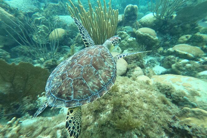 Original Snorkel and Sandbar Combo in Islamorada - Accessibility Information